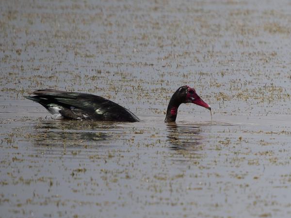 <h3><a href="/trips/tanzania/biota/animalia/chordata/aves/007 anseriformes/003 anatidae/plectropterus gambensis/plectropterus gambensis-nl.html">Plectropterus&nbsp;gambensis</a> / Spur‑winged&nbsp;goose / Spoorwiekgans</h3>OM-1 Mark II met OLYMPUS M.150-400mm F4.5 TC, 1/2000 sec  bij F5.6, ISO 320, afstand 69&nbsp;m